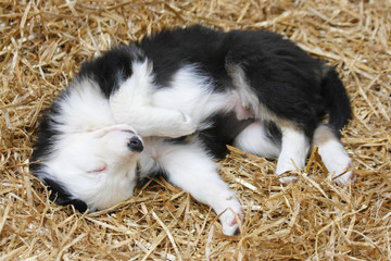 A Border Collie puppy sleeping on a bed of straw