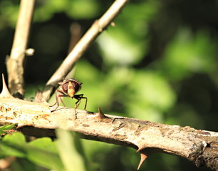 An extreme close up of a hoverfly on a tree branch