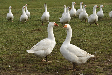 Gänseschar