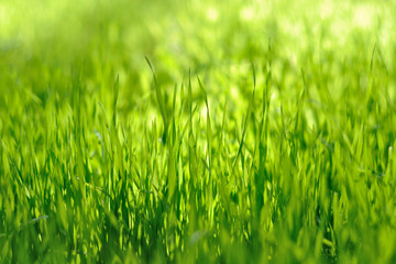 Green Grass
