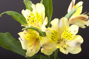 Fototapeta premium Yellow Lily Flower