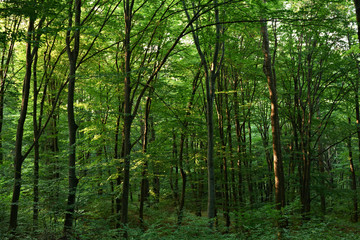 Fototapeta na wymiar Green oak forest