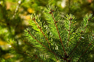 Pine Branch