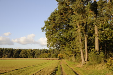 Fototapeta premium Waldrand im Herbst