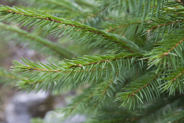 Green fur-tree branch. Closeup