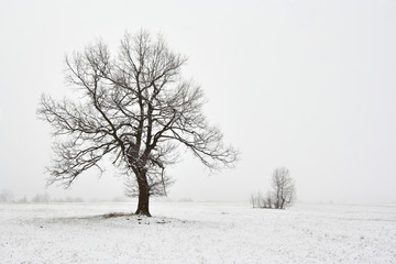 Fototapeta na wymiar śnieżny krajobraz zimowy z drzewem