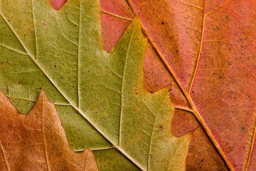 natural autumn leaves