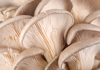 Fototapeta na wymiar Background from mushroom(3).jpg