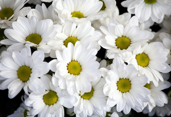 Białe kwiaty w kwiaciarni