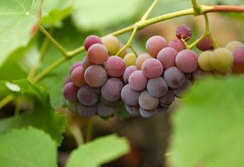 Bunch of grapes