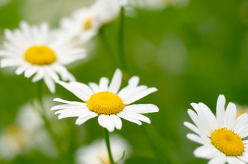 Fototapeta na wymiar White and yellow daisies