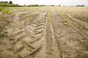 Track of the tire of a tractor in a field sown