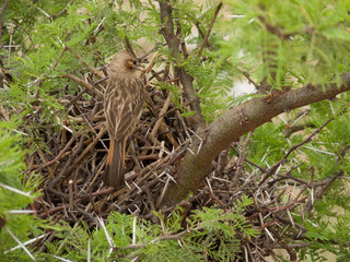 Lark-like Brushrunner