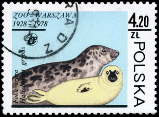 Fototapeta premium POLAND - CIRCA 1978 Gray Seals