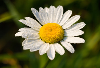 camomile in early dew, selected focus