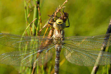 dragonfly against green grass background