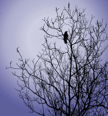 bird on tree on background winter sky
