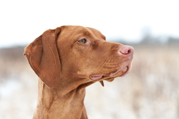 Vizsla Dog in Winter