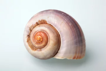 Poster Snail shell © Anatoly Vartanov