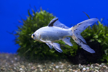 One tropical fish in a blue tank