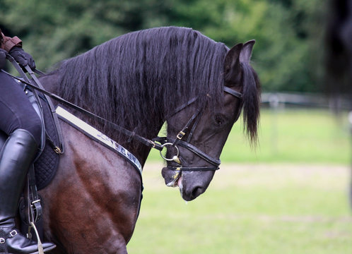 Rollkur beim Friesen