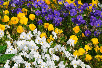 Tricolor flowers © sergioboccardo