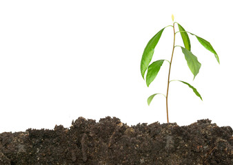 Avocado sprout