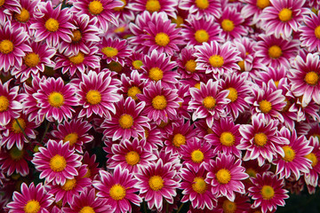 Fototapeta premium Background of beautiful pink chrysanthemums with white border