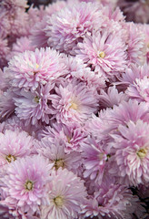 Pink chrysanthemums background