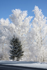 Winter landscape . Birches and single fir tree