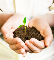 New life - Hand holding new plant