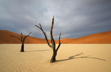 Dead Vlei 13