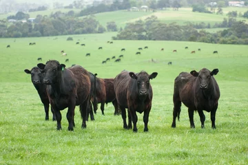 Foto auf Acrylglas Kuh Bauernhofrinder