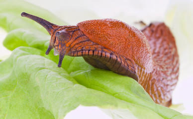 Nacktschnecke auf Salatblatt