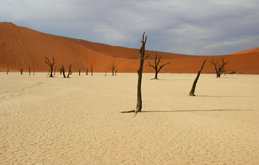 Dead Vlei 20