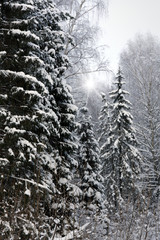 Winter forest
