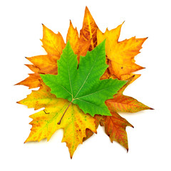 Autumn maple leafs