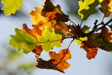 nature et saison