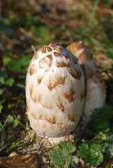 Obraz premium champignons