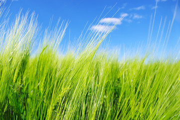 Fototapeta premium .Field of green wheat.