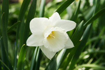 White narcissus