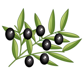 Black olives. Isolated olive branch.