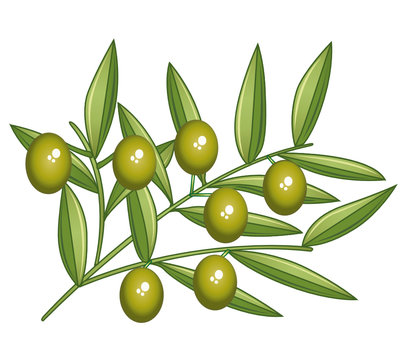 Green olives. Isolated olive branch.