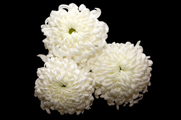 White Chrysanthemum on black