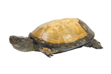 swamp turtle, isolated on a white background