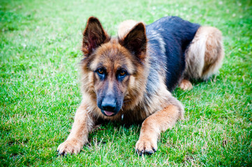 shepherd on the grass