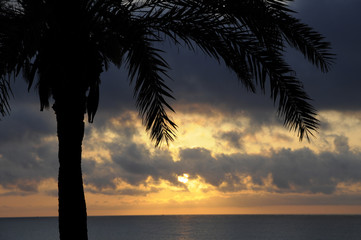 Palme mit Morgenhimmel