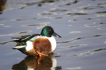 canard souchet