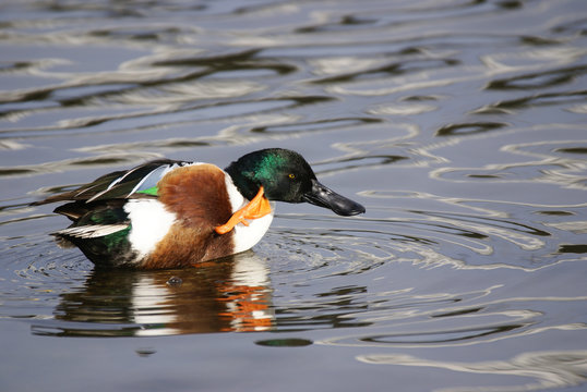 canard souchet