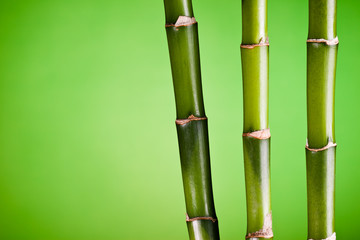 bambou zen